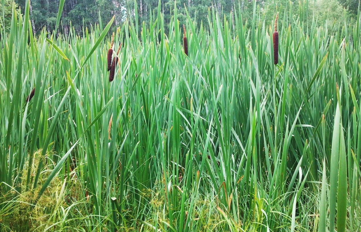 Растение камыш Таджикистан