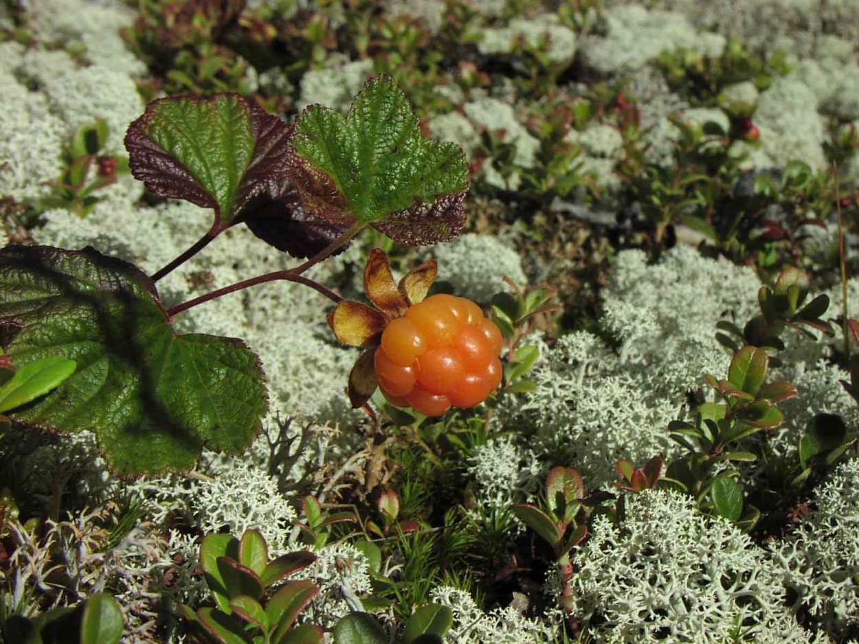 Растения тундры Морошка