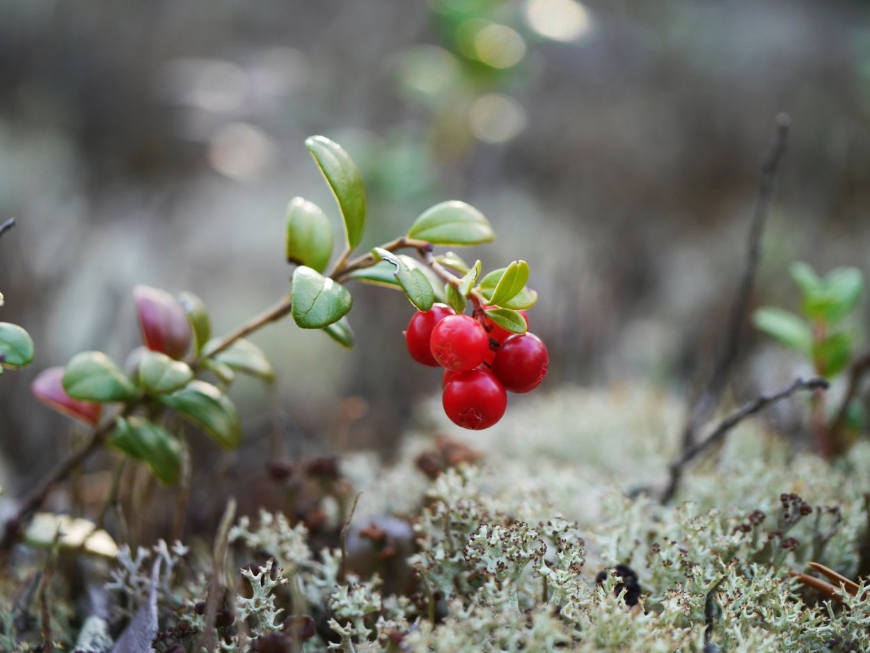 Клюква мелкоплодная