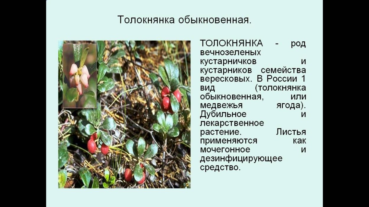 Толокнянка обыкновенная семейство