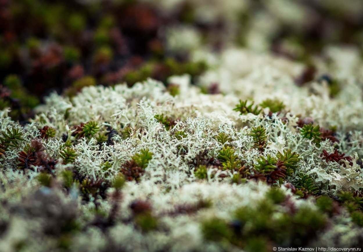 Тундра микромир