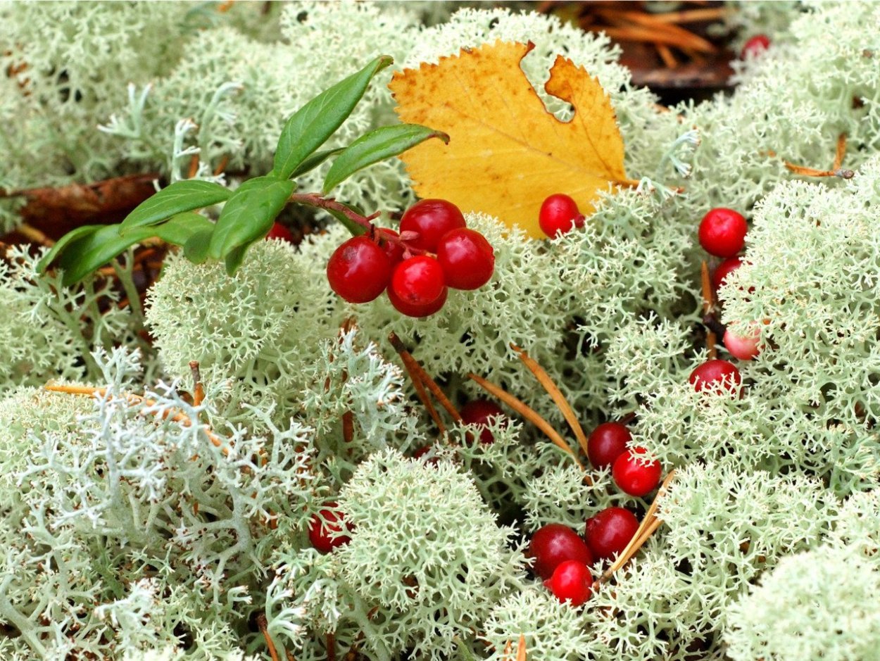 Камчатский ягель