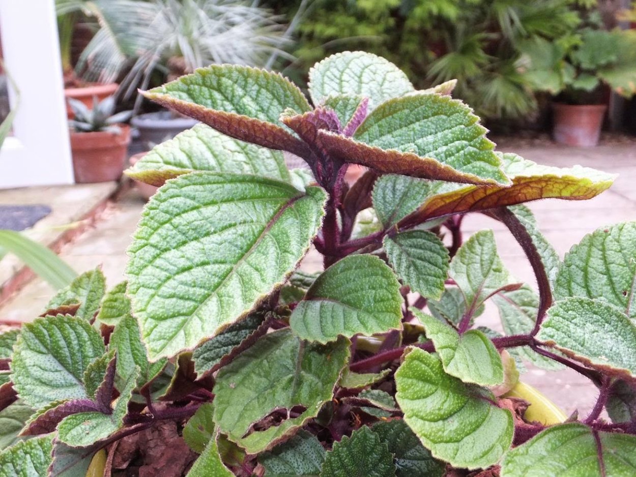 Плектрантус шведский плющ