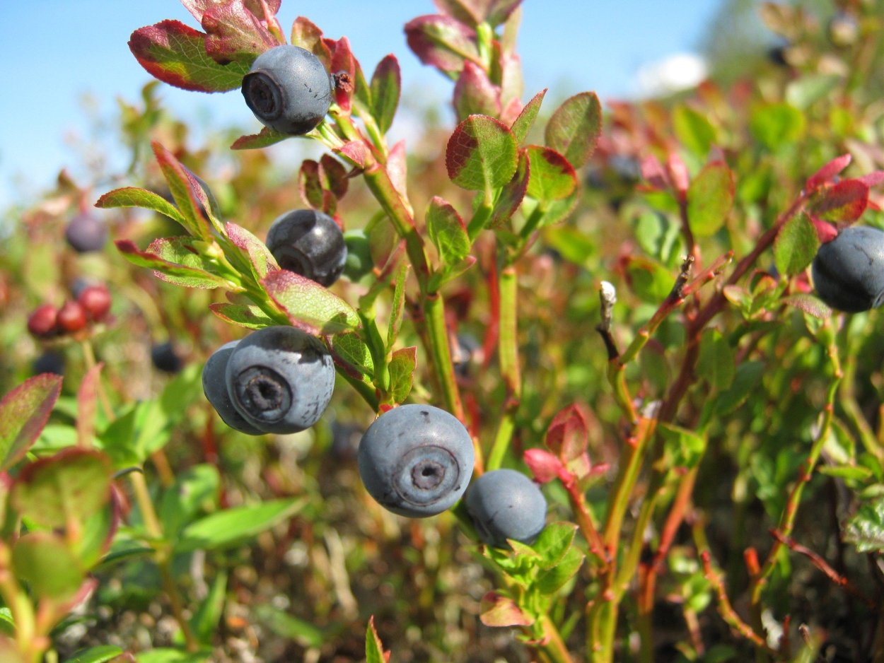 Арктическая Морошка