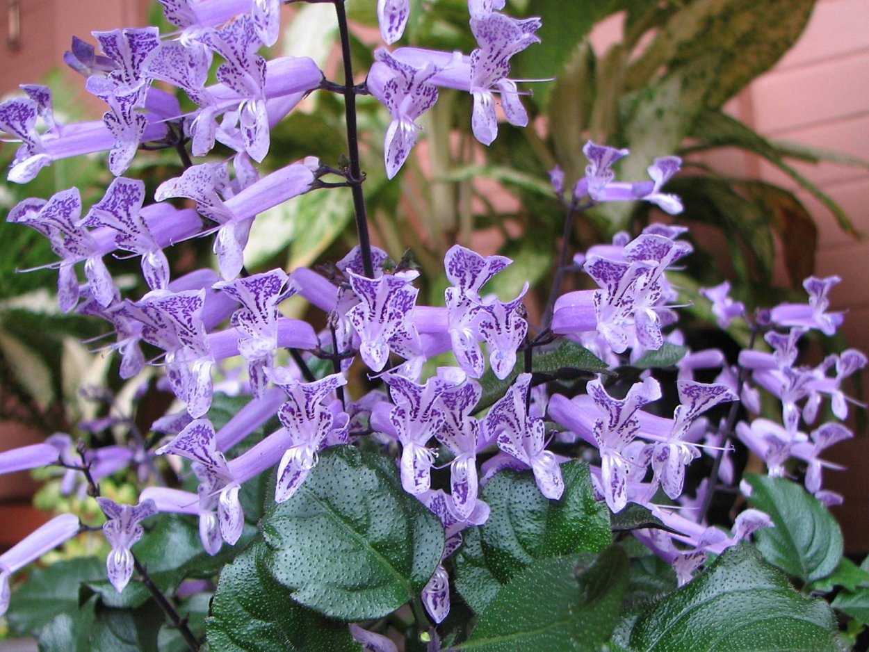 Плектрантус колеодес