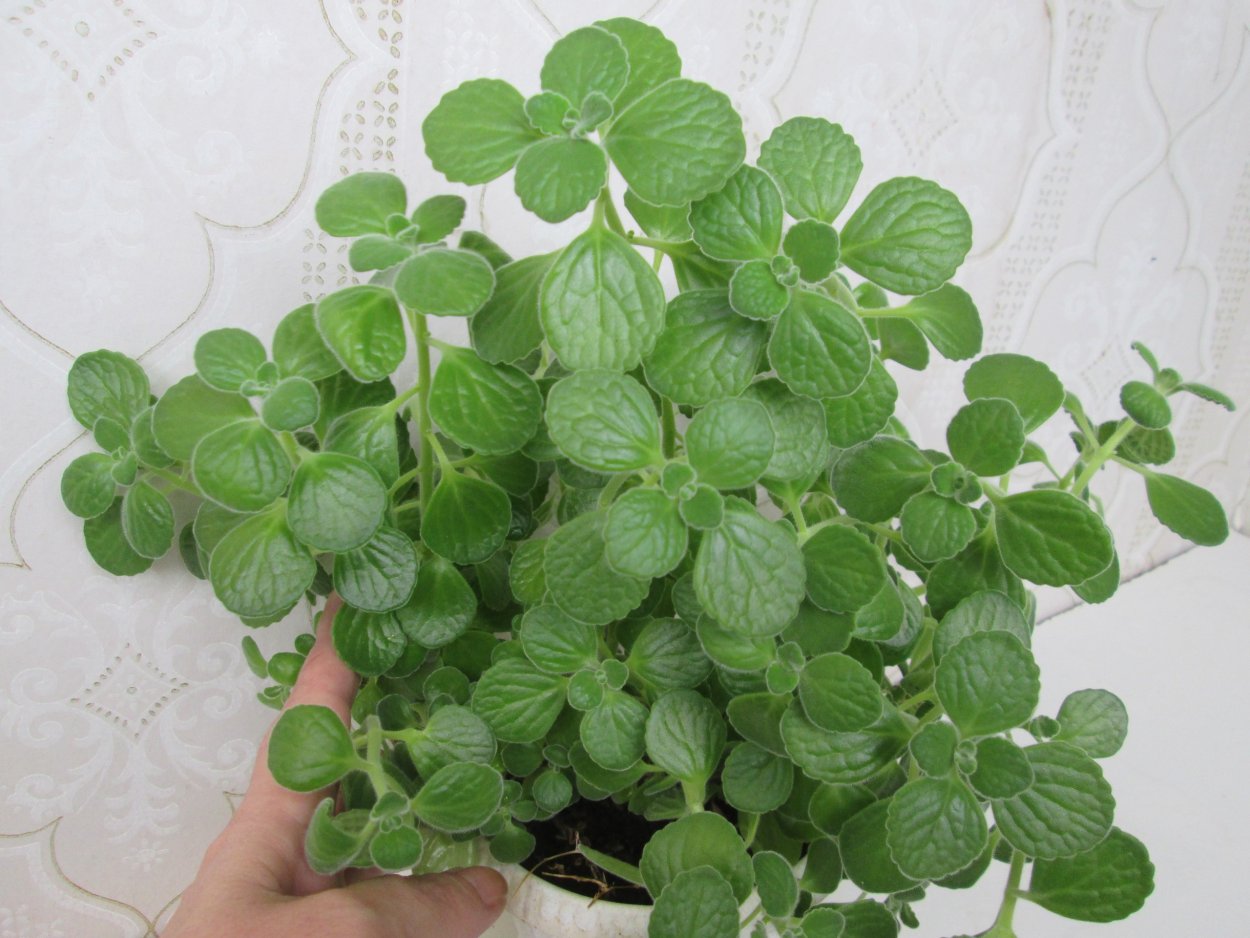 Плектрантус скутелларивидный