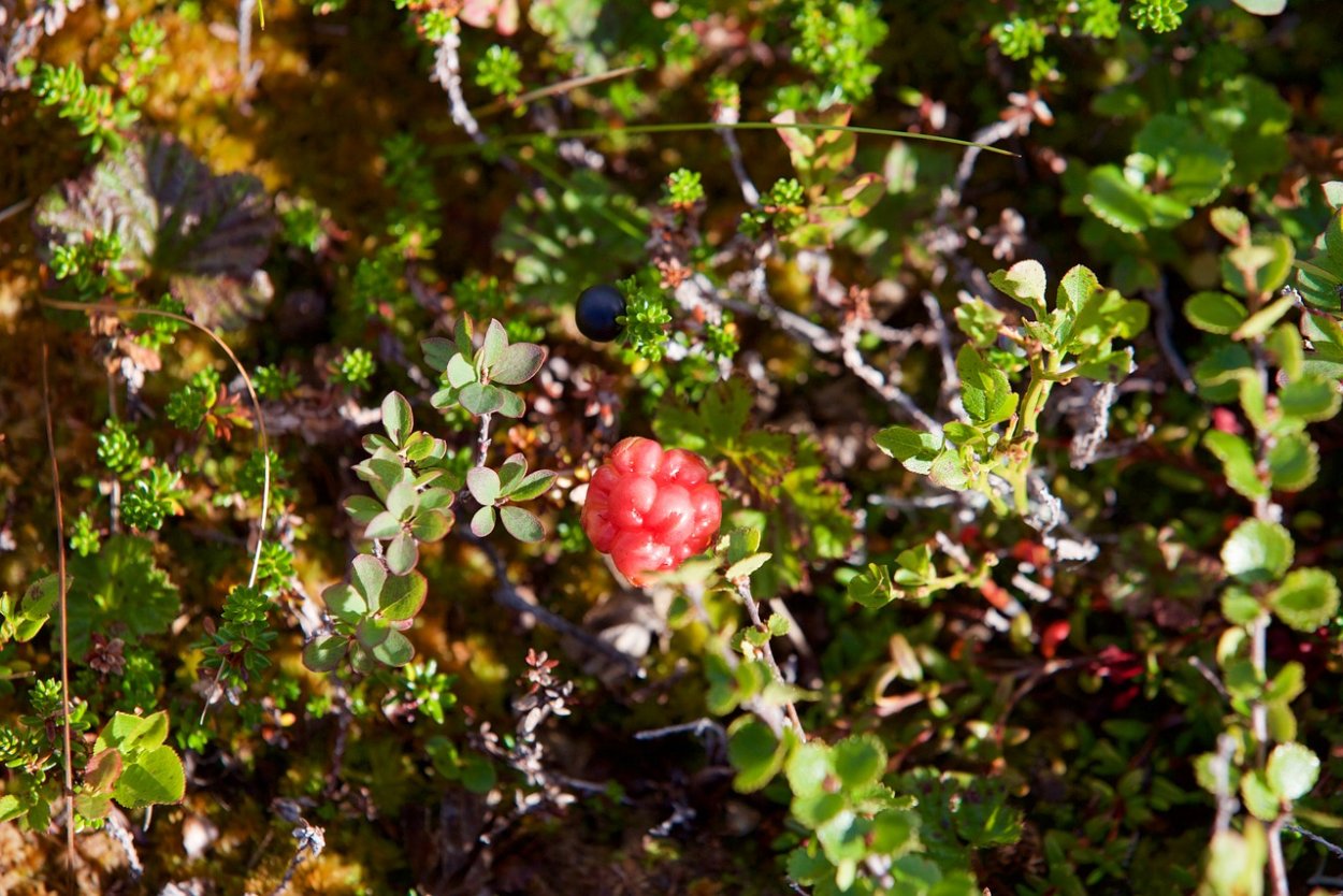 Растения тундры и лесотундры