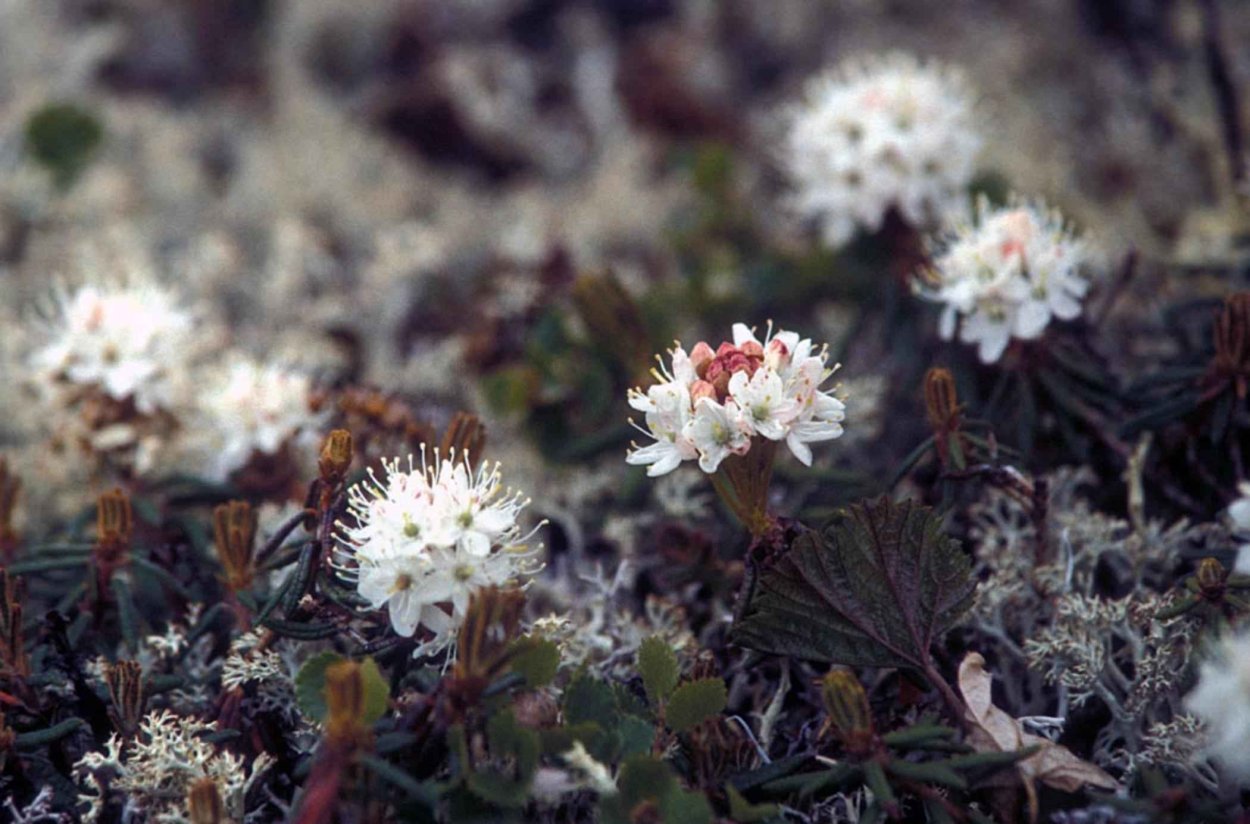 Багульник в тундре