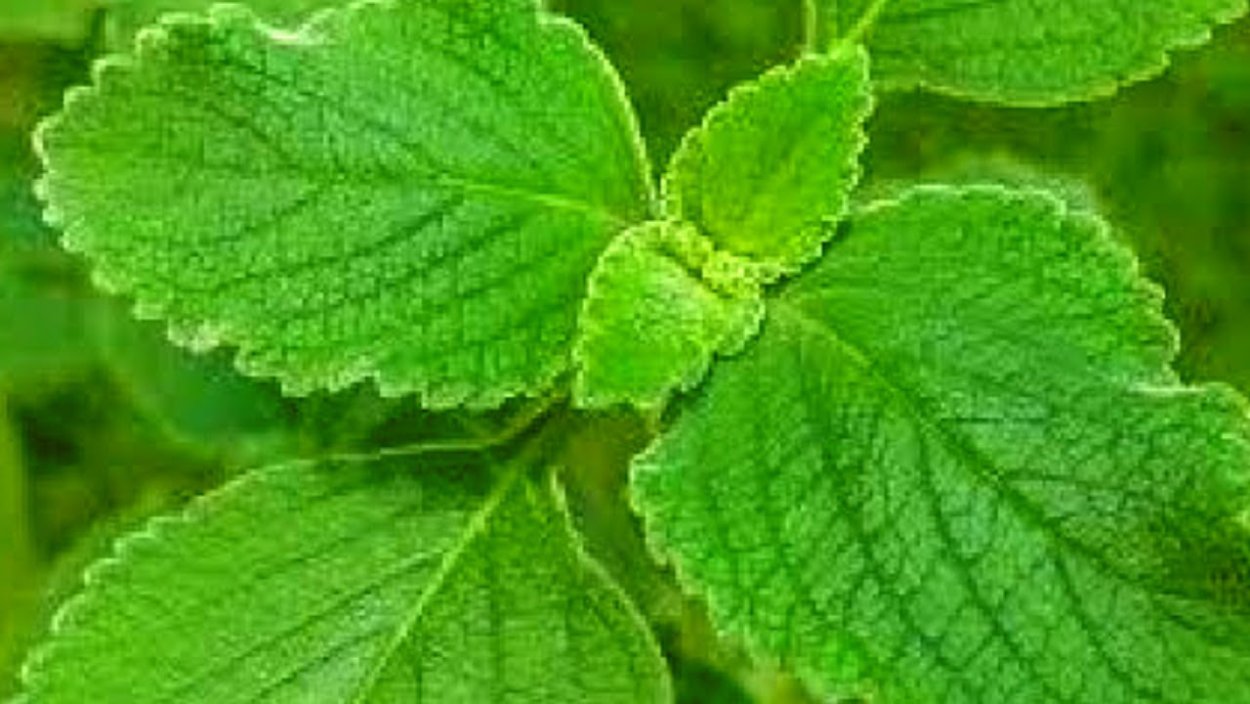 Мята плектрантус размножение