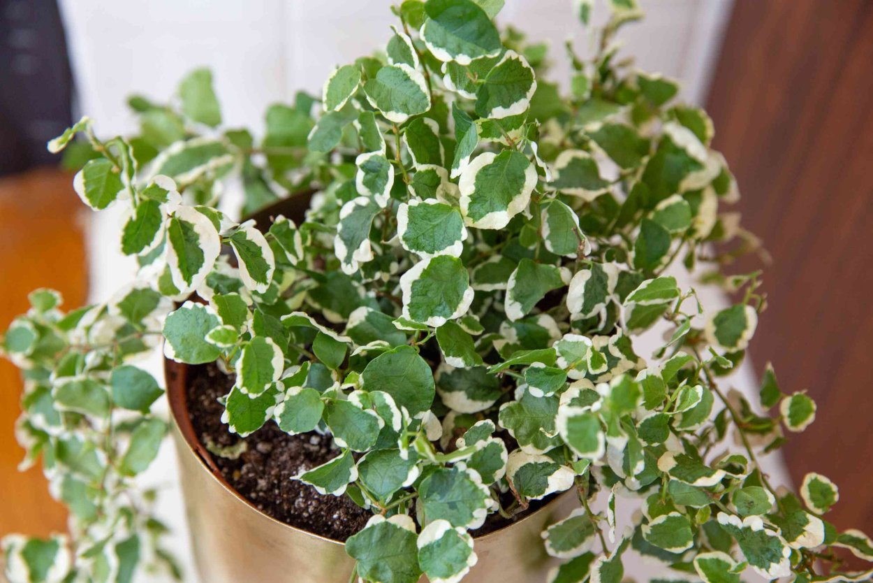 Плектрантус колеодес