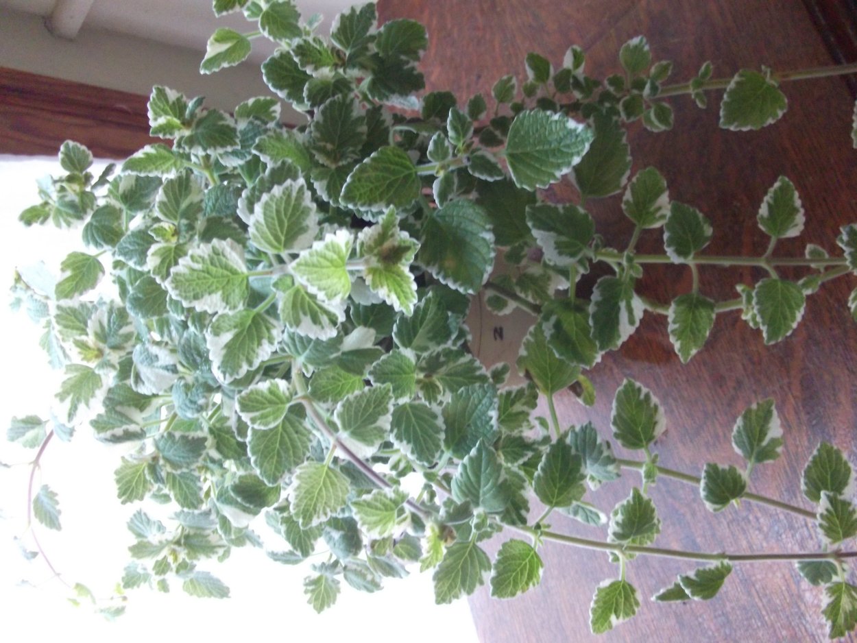 Плектрантус Мона Лиза