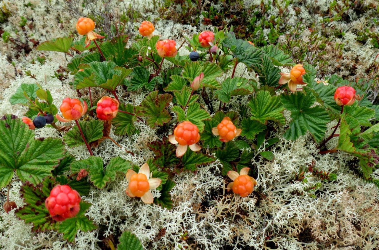 Багульник болотный Ямал