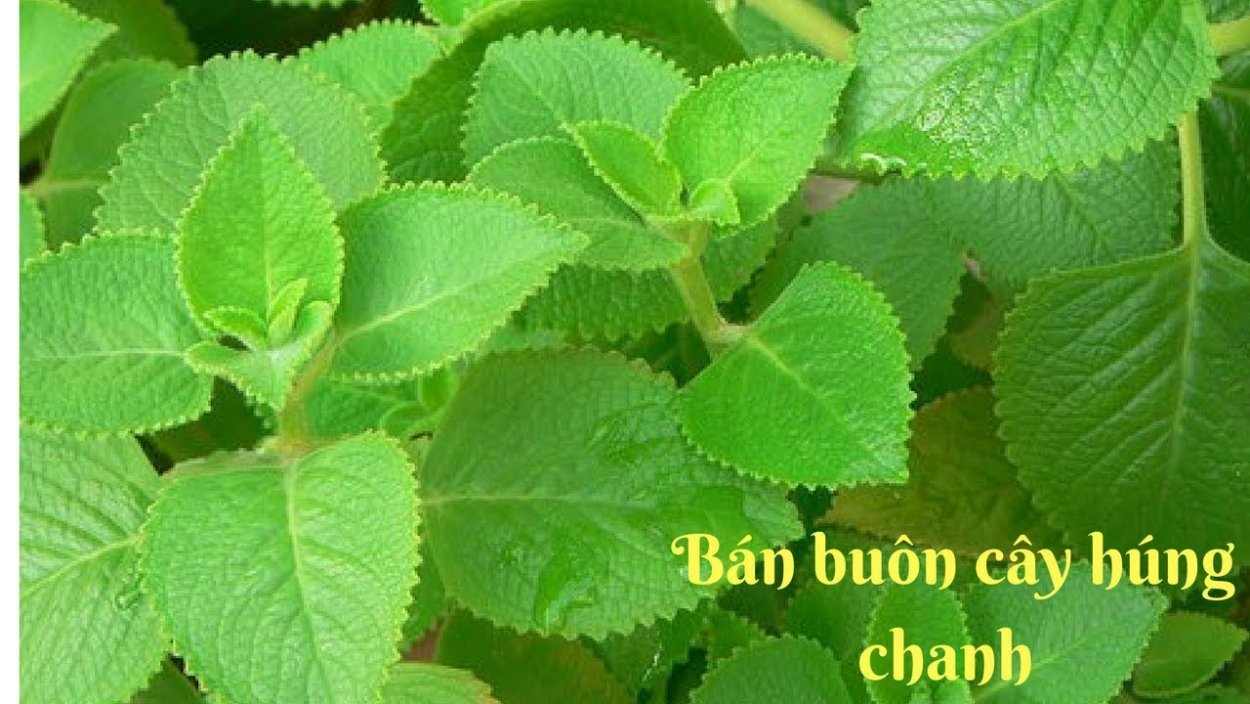 Плектрантус колеодес