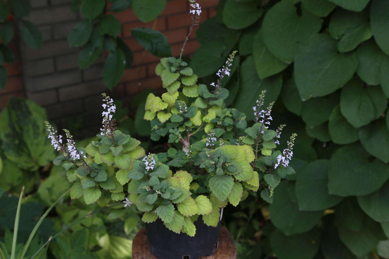 Плектрантус комнатная мята