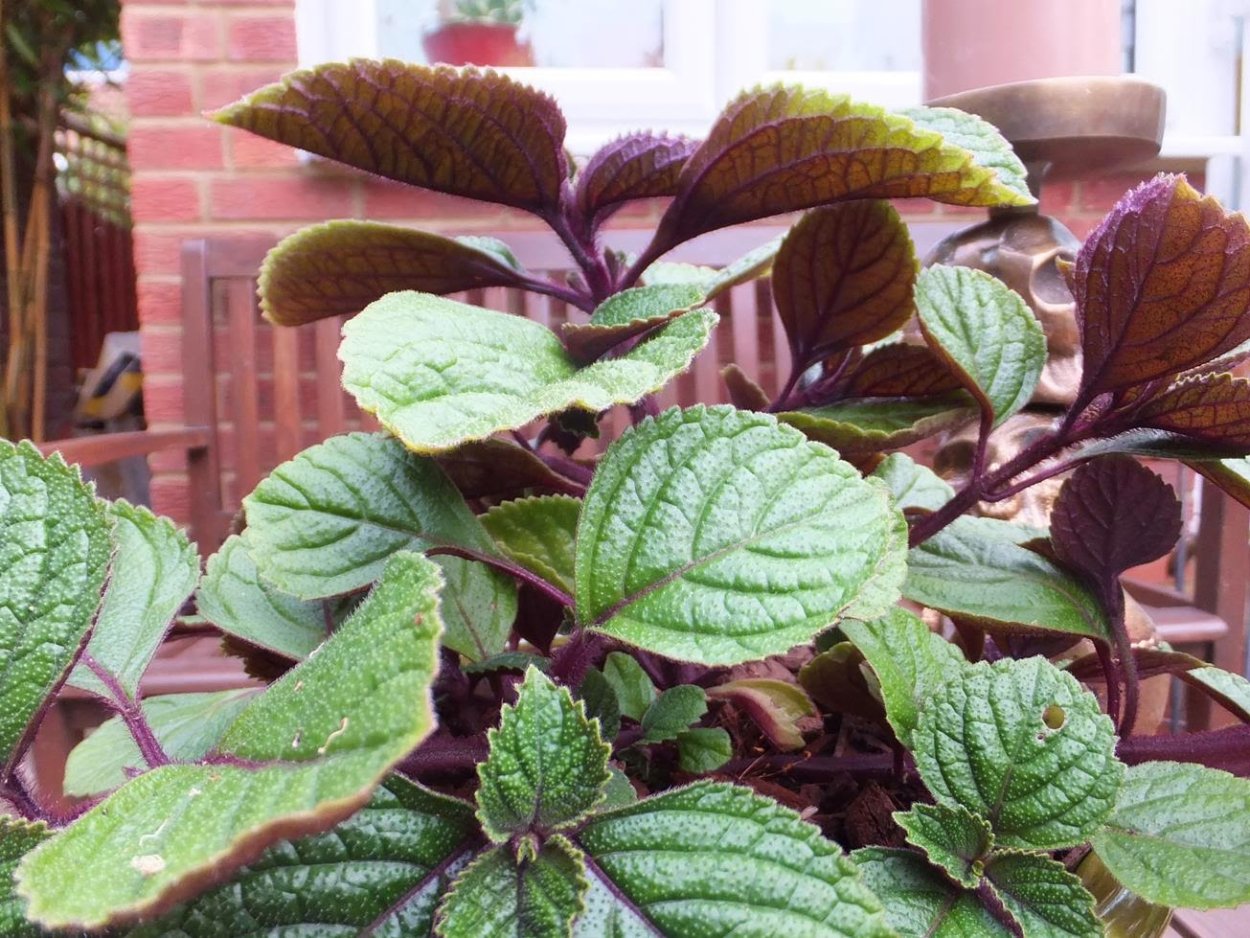 Плектрантус Эртендаля (мята)