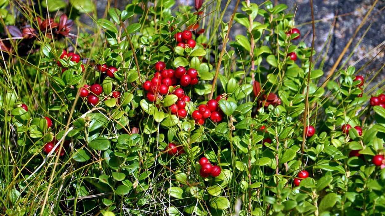 Брусника в Якутии