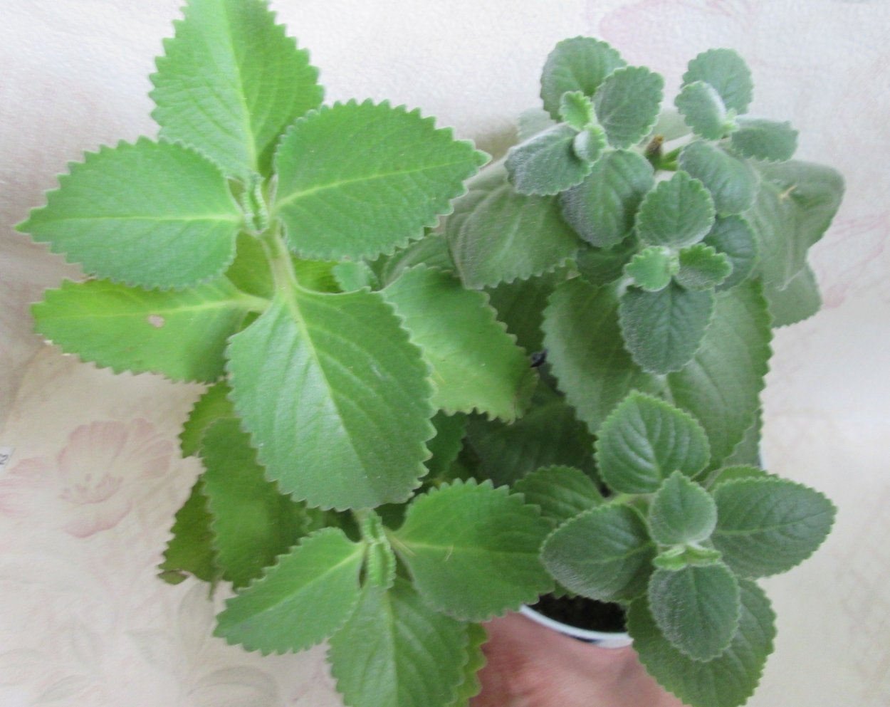 Плектрантус с круглыми листьями