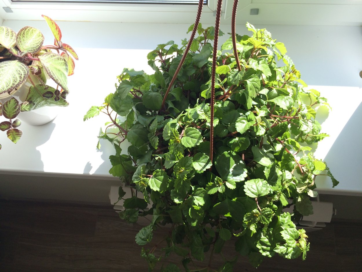 Плектрантус Эртендаля