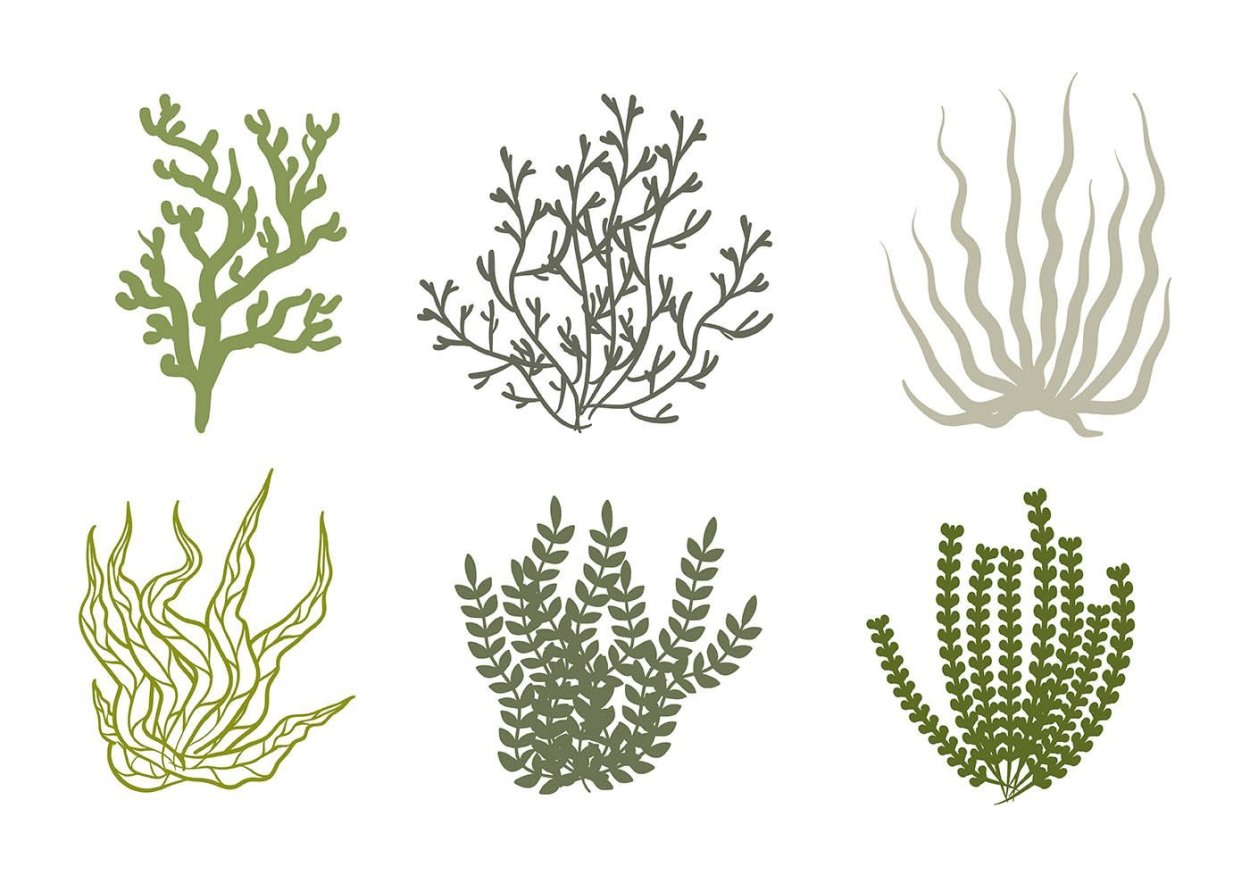 Морская капуста йод