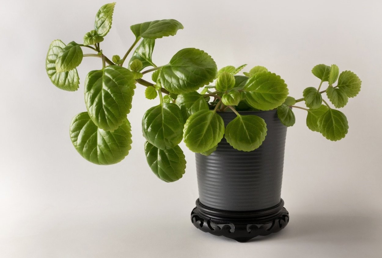 Плектрантус шпороцветник