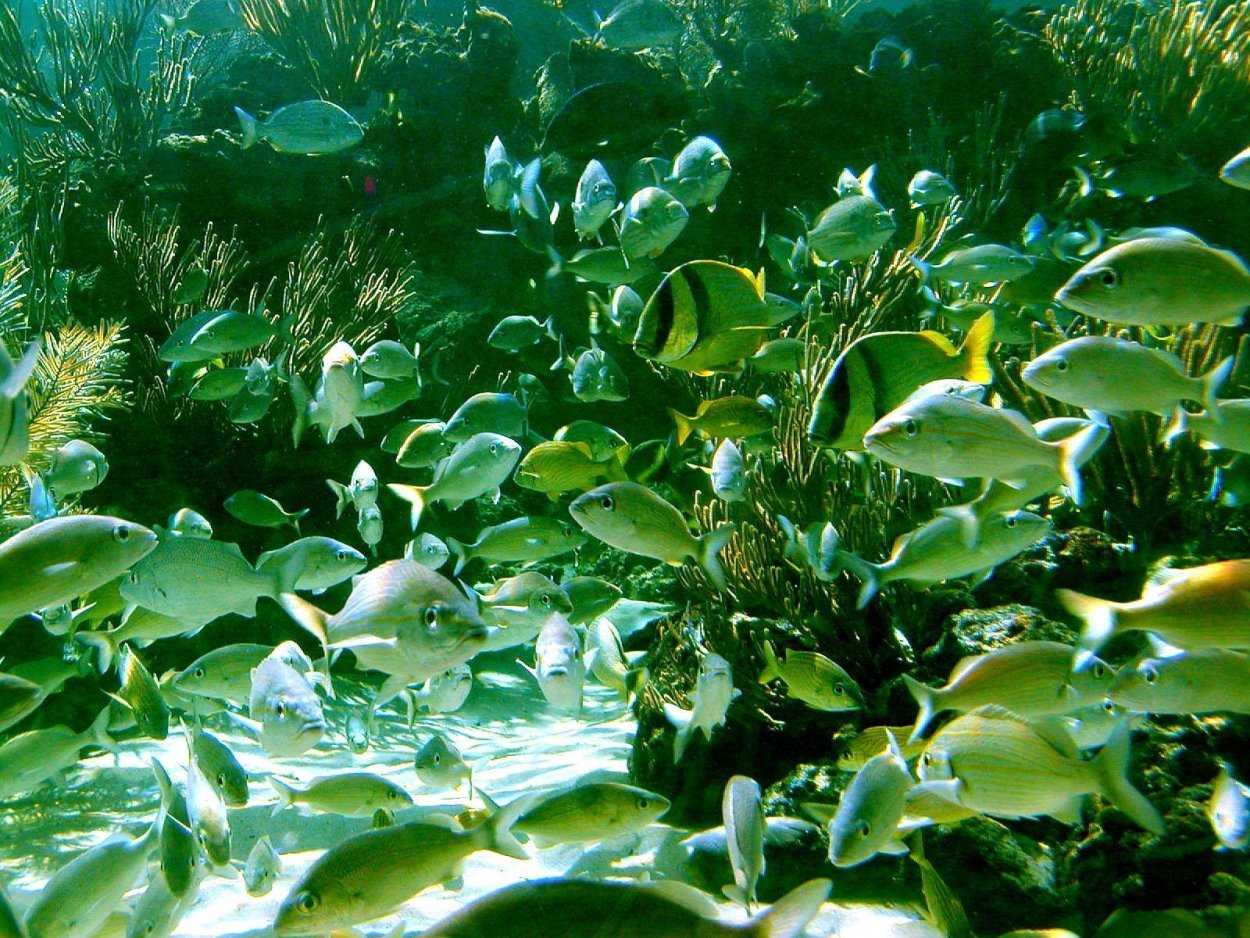 Рыбы речные в водорослях
