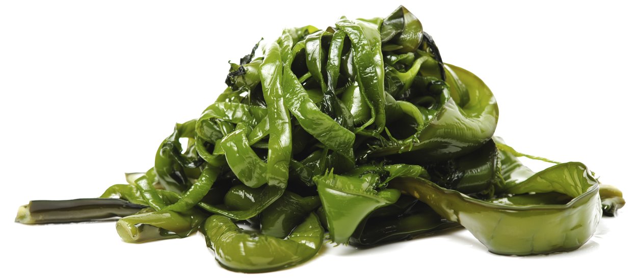 Водоросли Северного Ледовитого океана