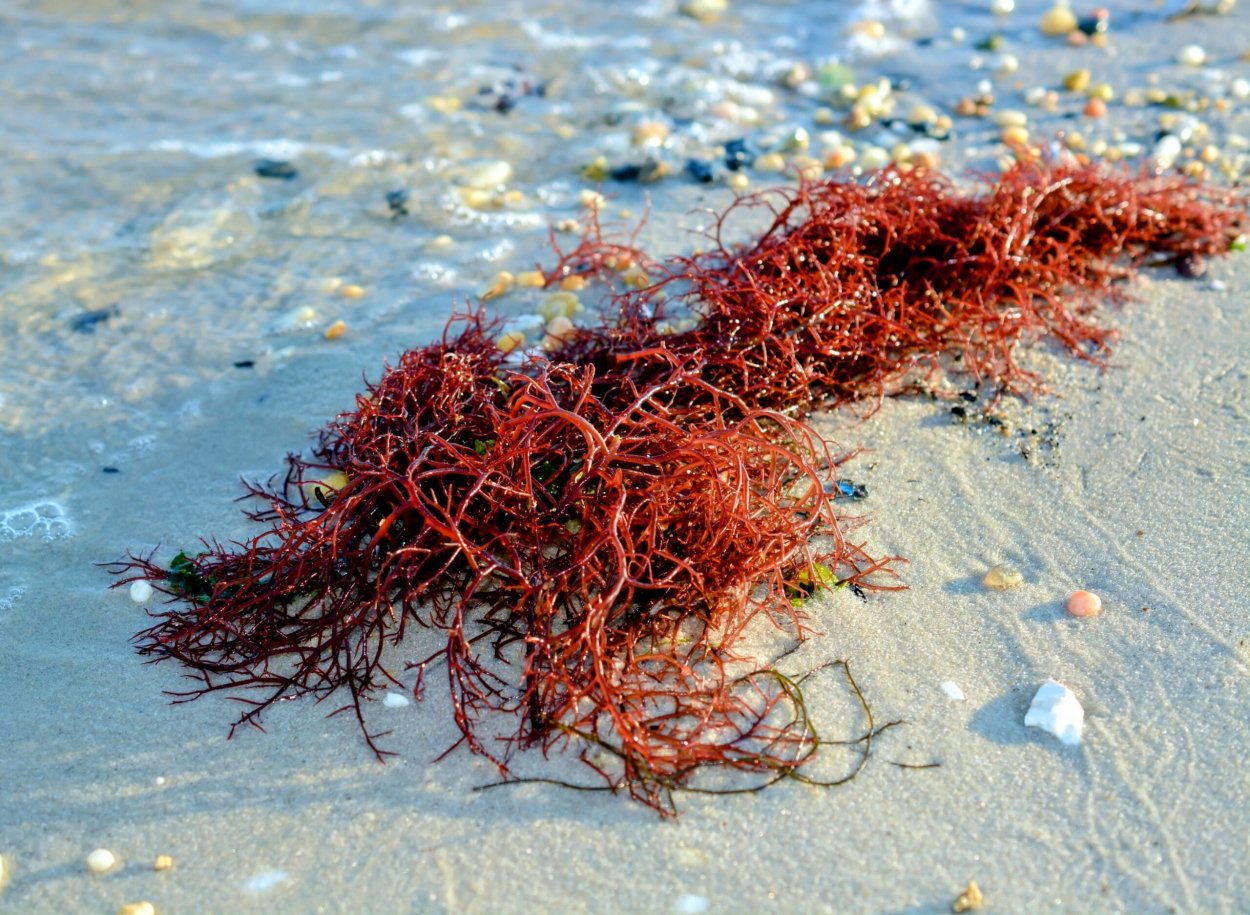 Морские водоросли ламинария красн