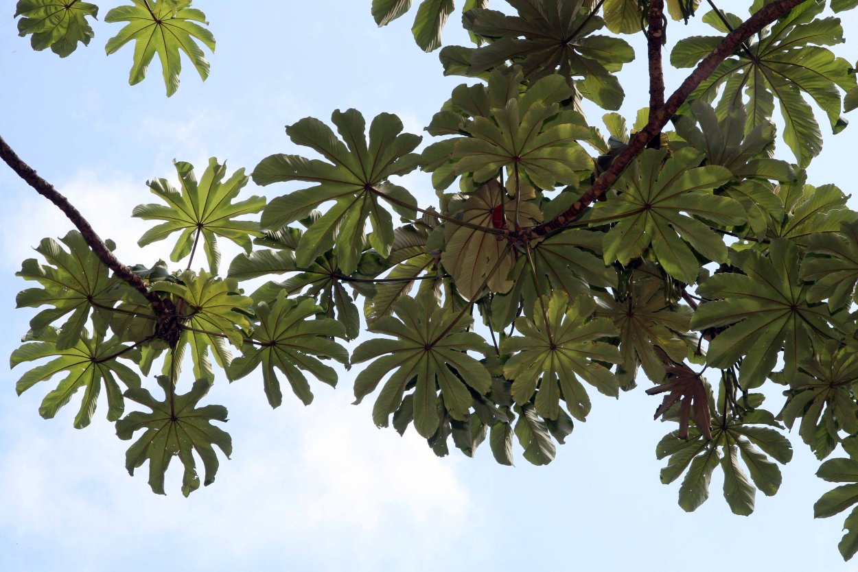 Цекропия растение