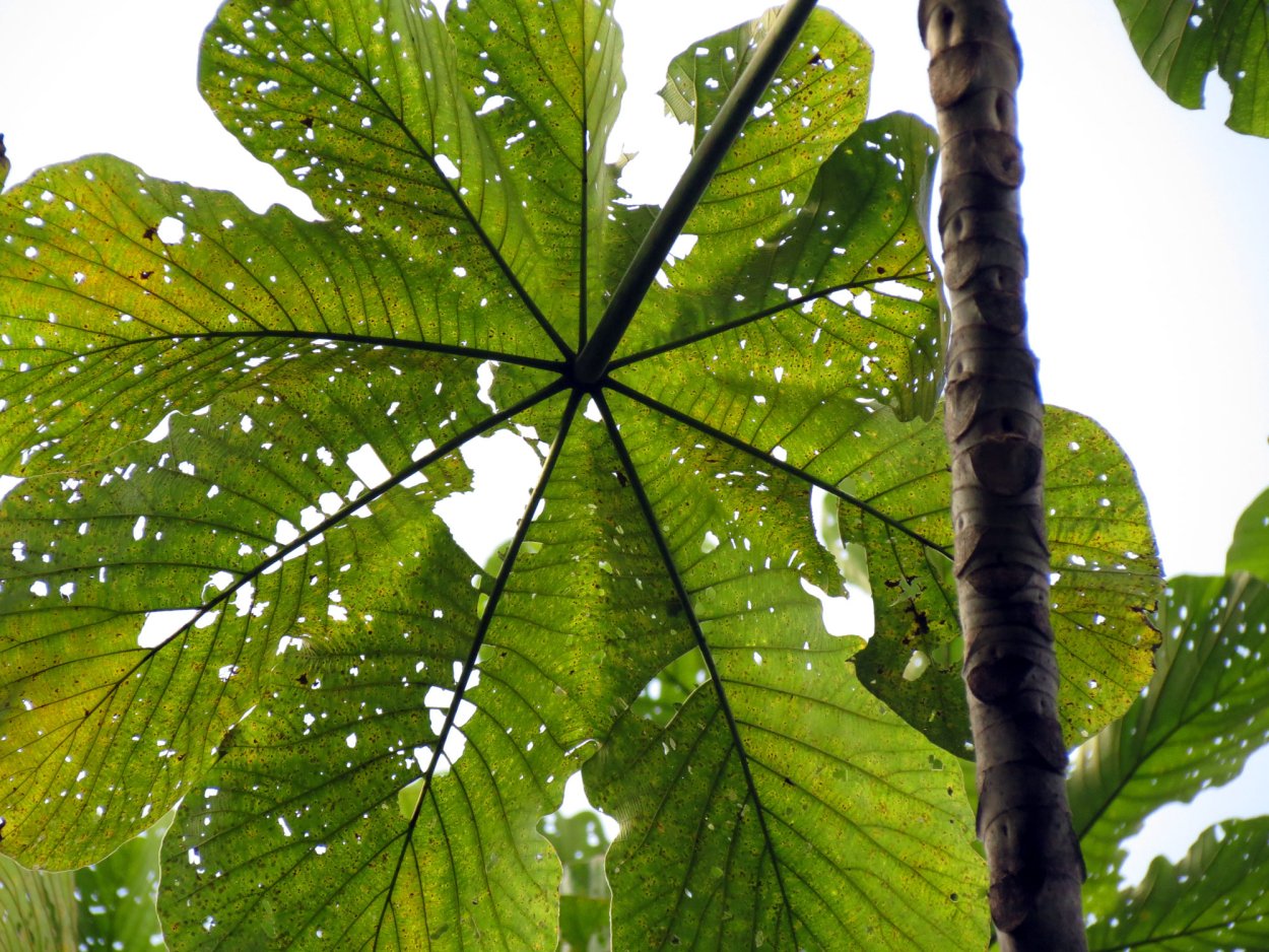 Cecropia peltata