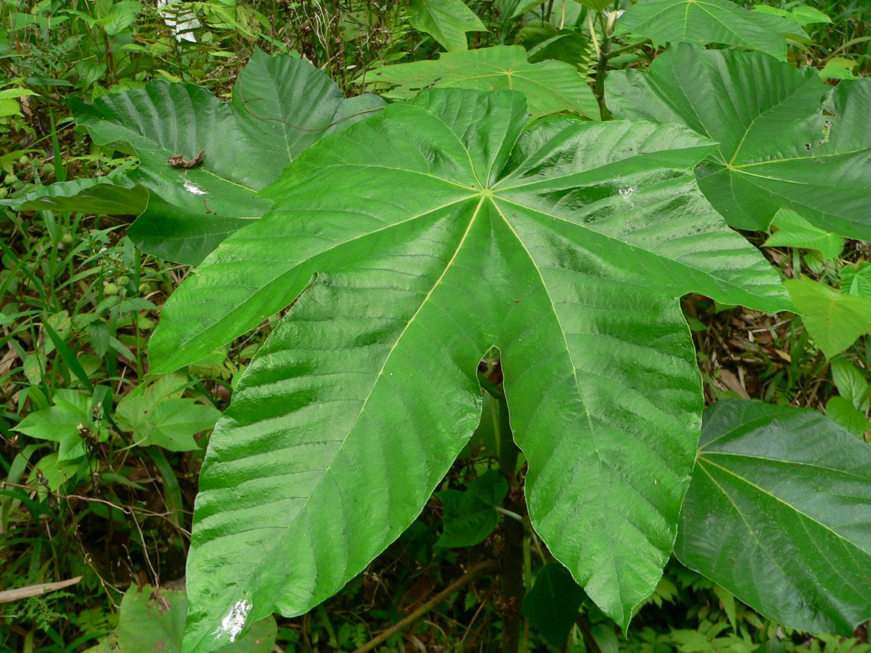 Cecropia peltata