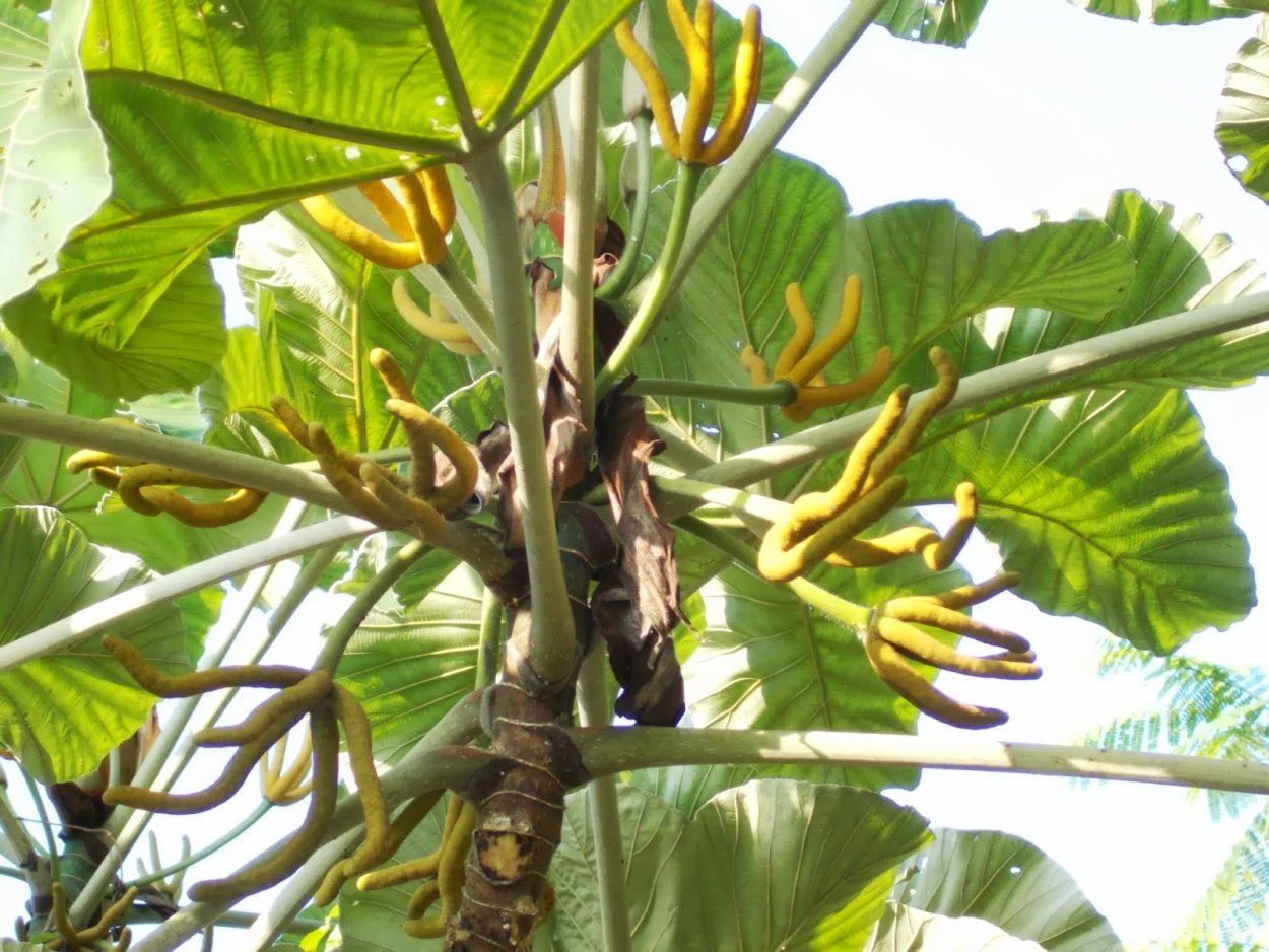 Цекропия щитовидная