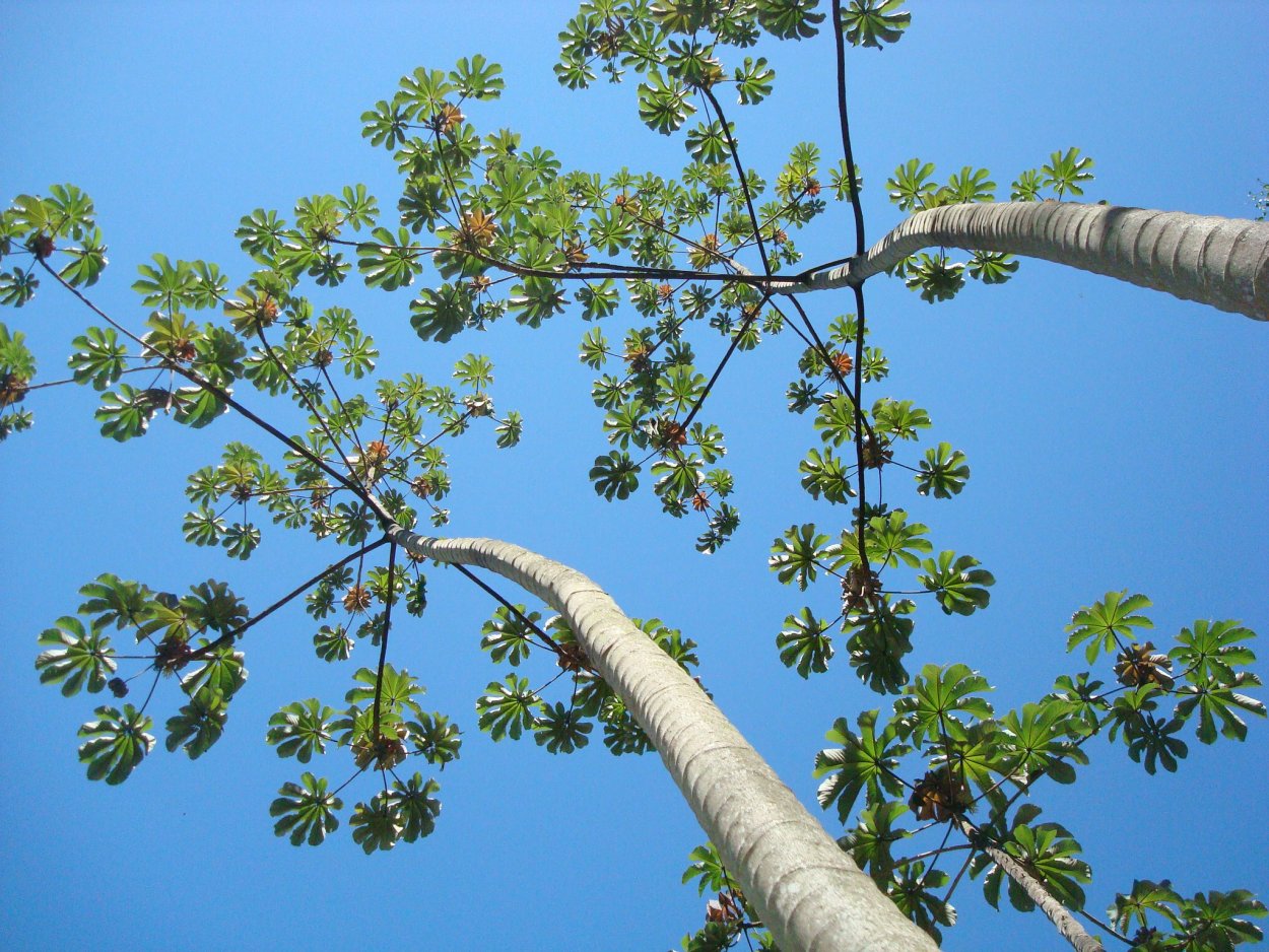 Цекропия растение