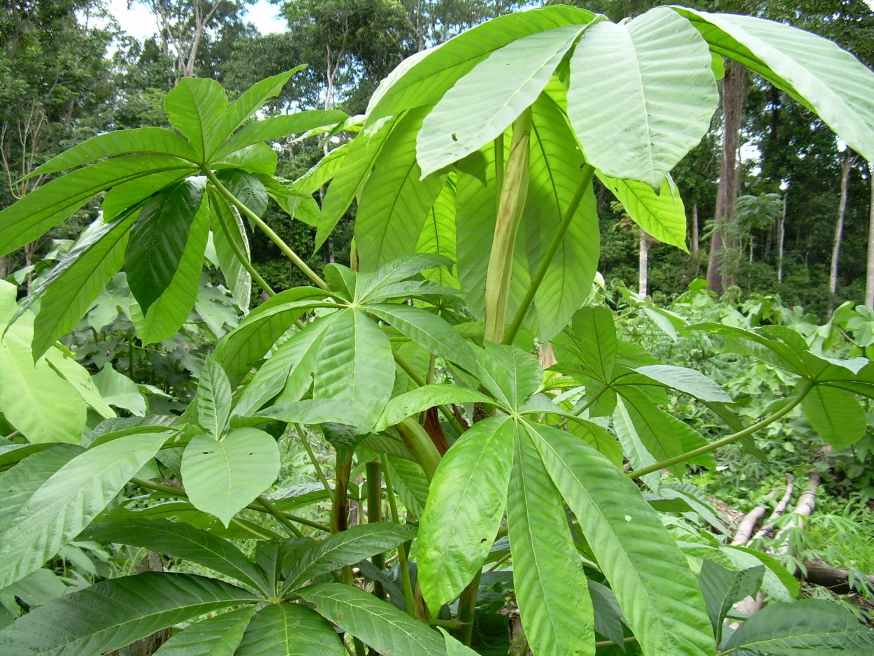 Цекропия щитовидная