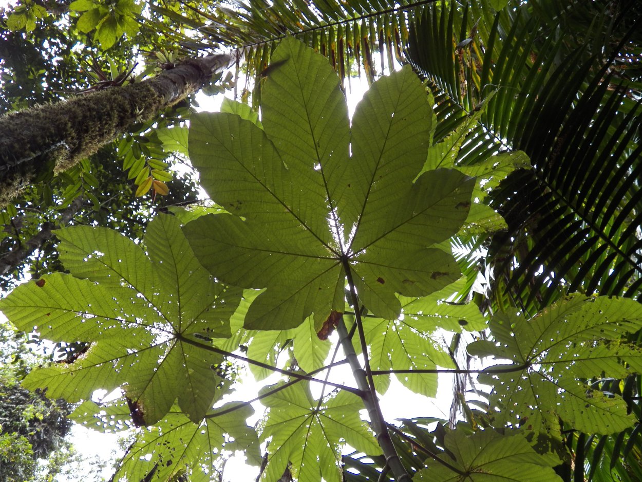 Цекропия растение