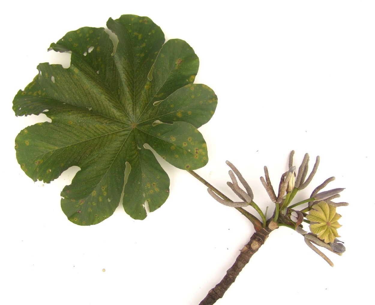 Цекропия Обтусифолия