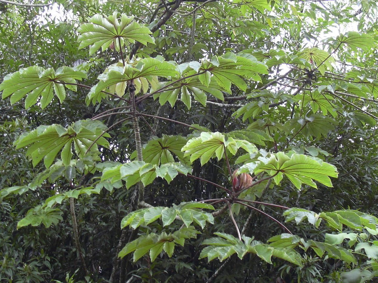Цекропии (Cecropia)