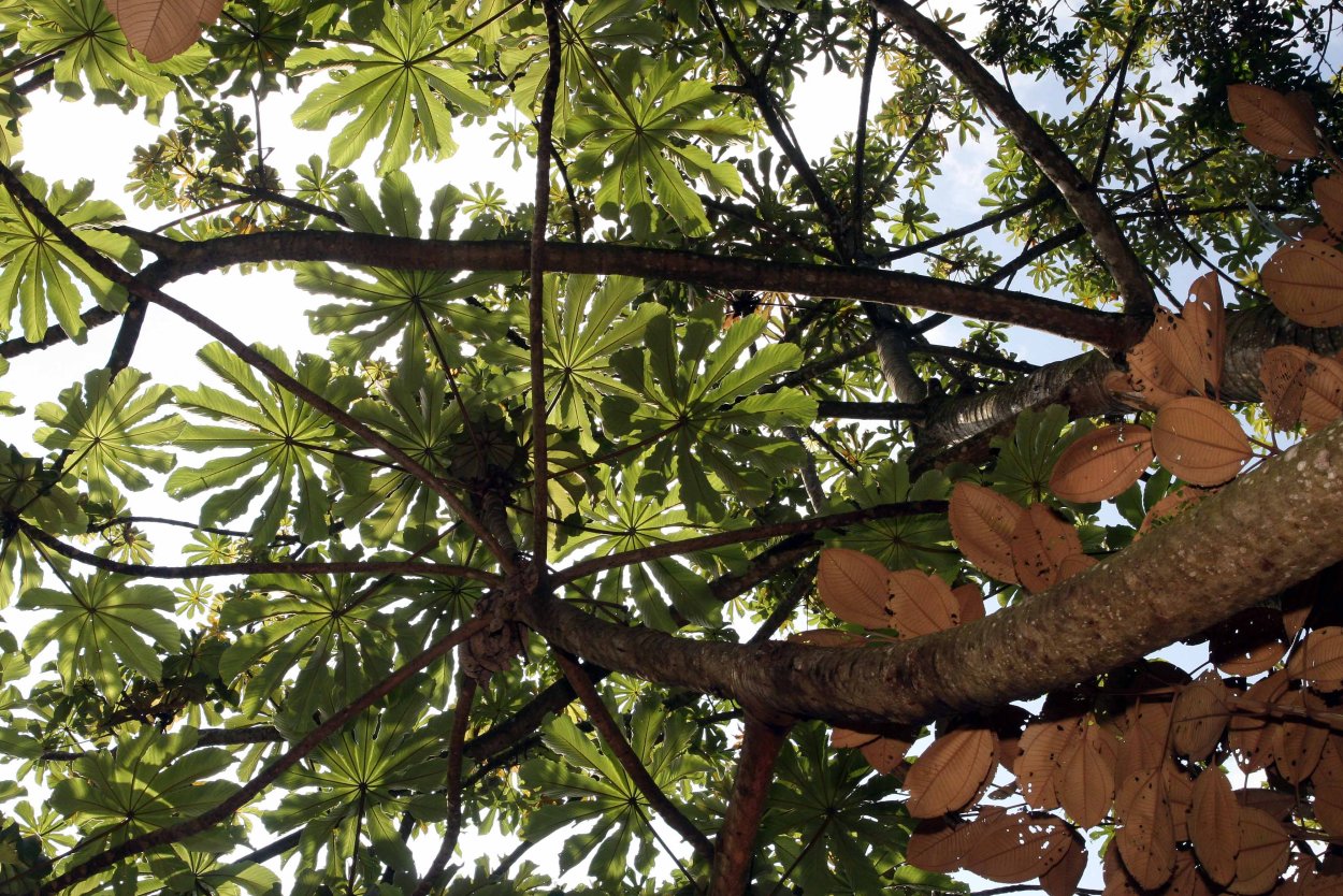 Pourouma cecropiifolia