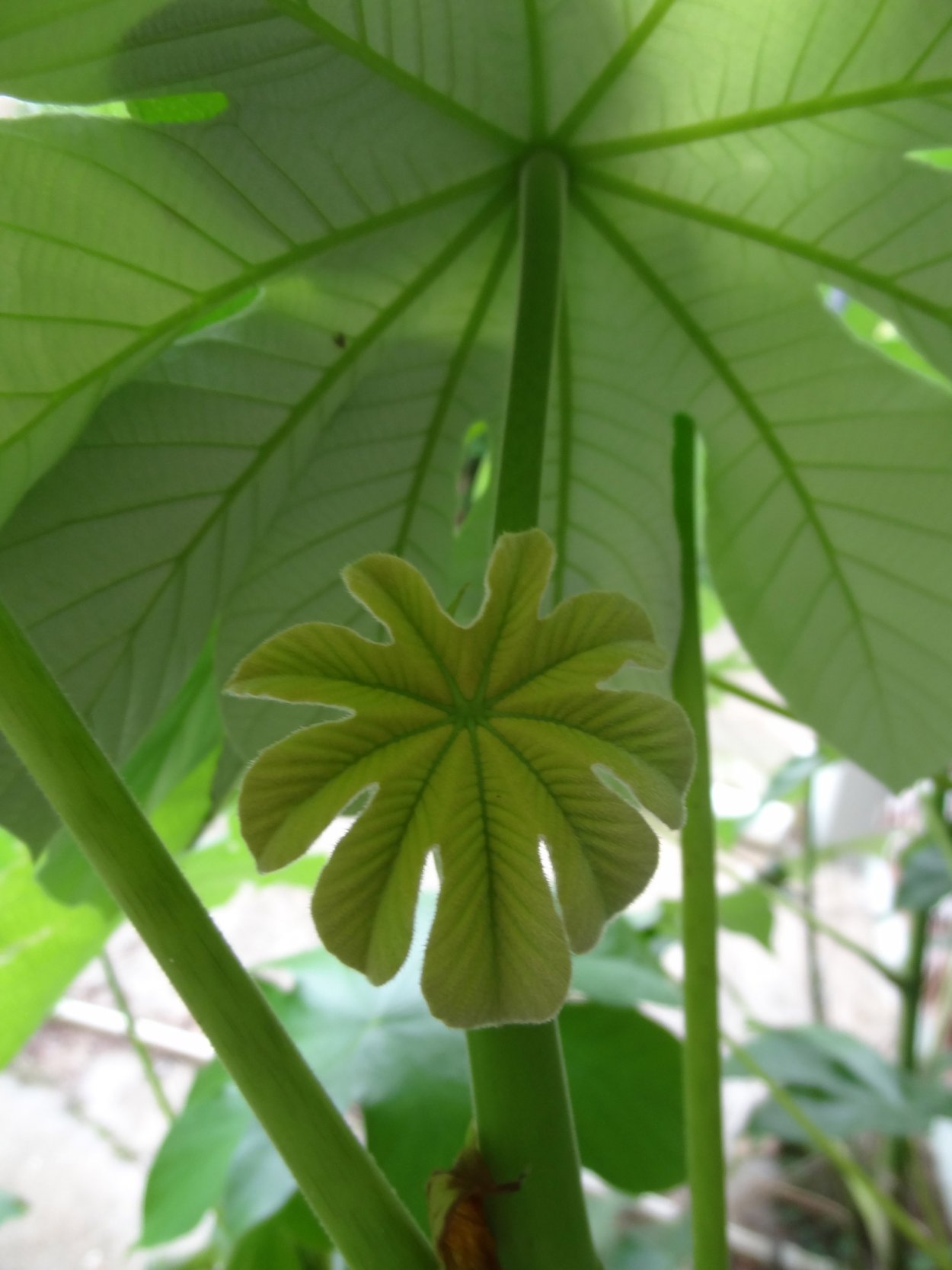 Цекропия щитовидная