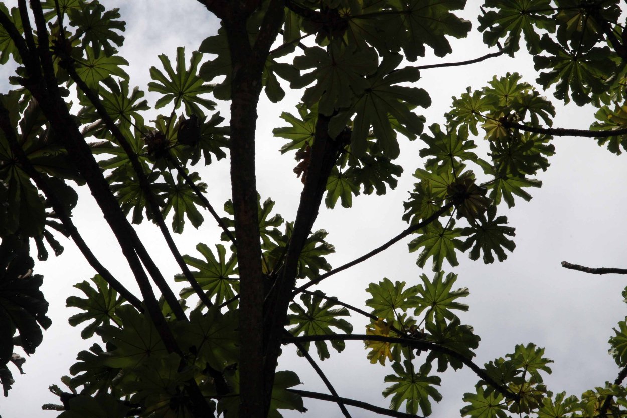 Green and White aesthetic