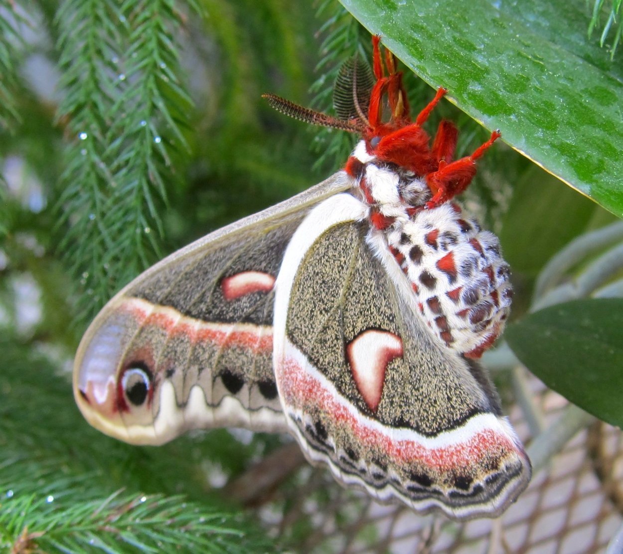 Цекропия растение