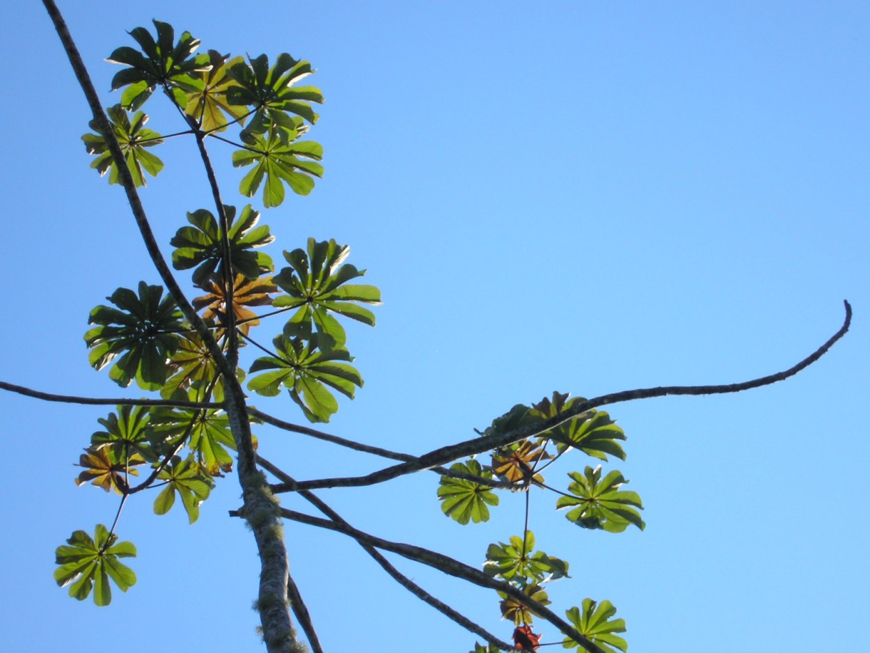Цекропия растение с голубыми листьями