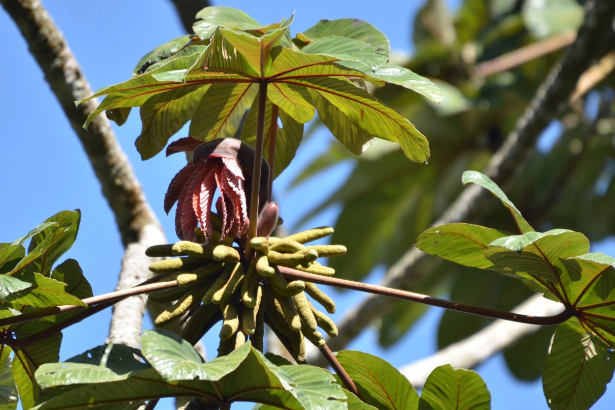 Цекропия ветвь