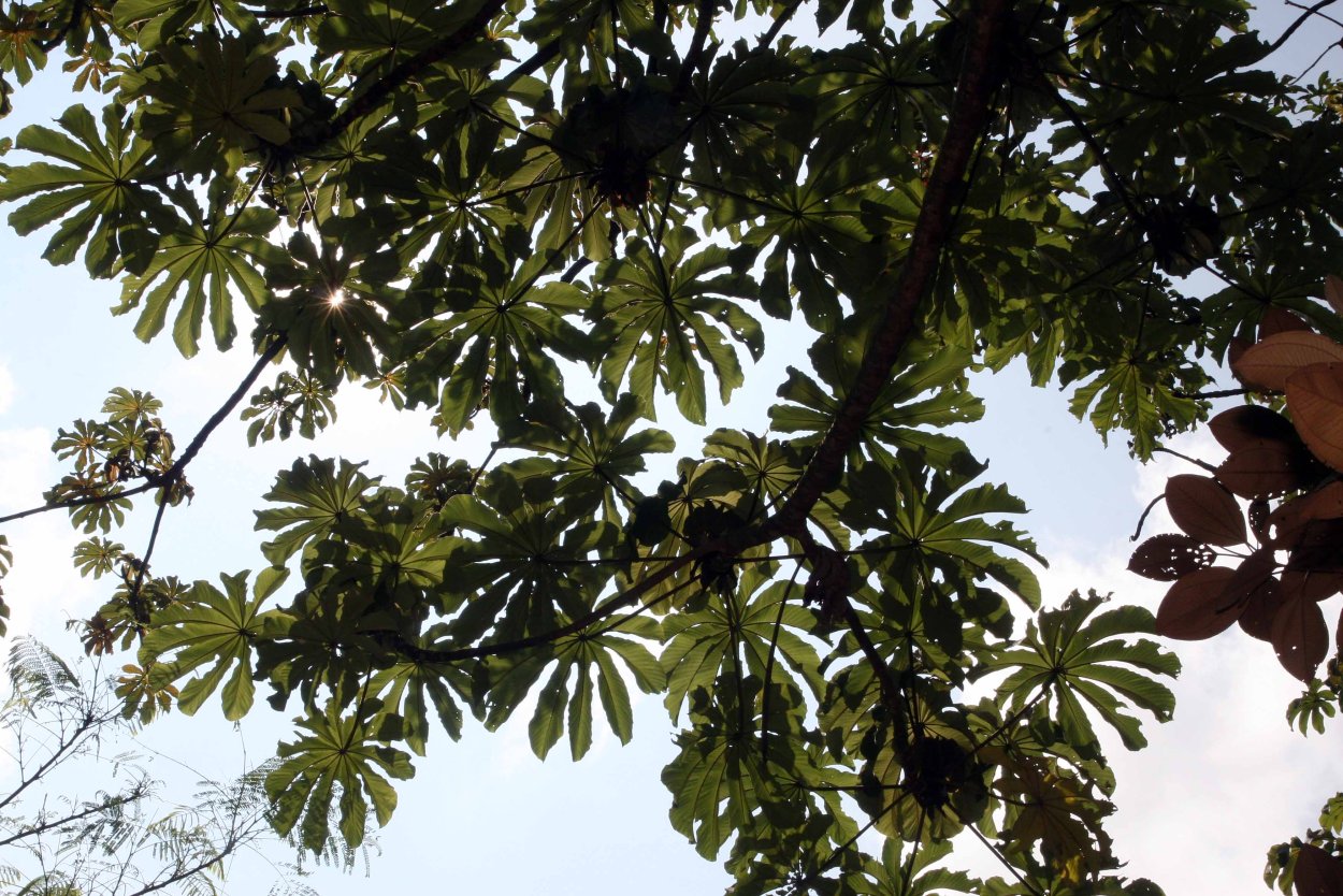 Цекропия щитовидная