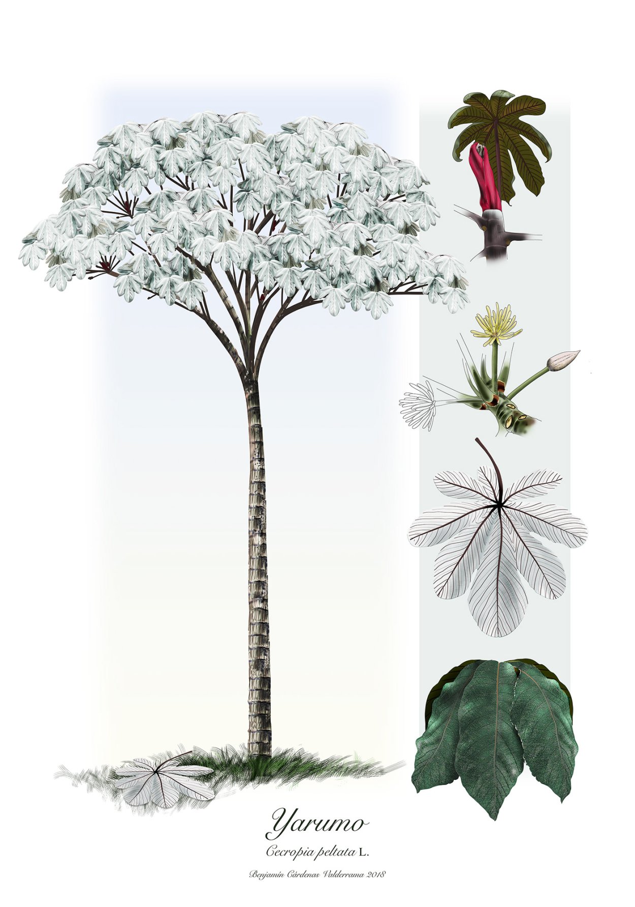 Цветок мужское дерево рисунок