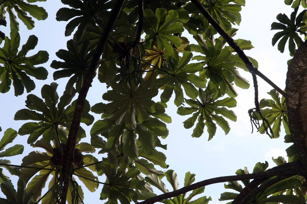 Цекропия растение