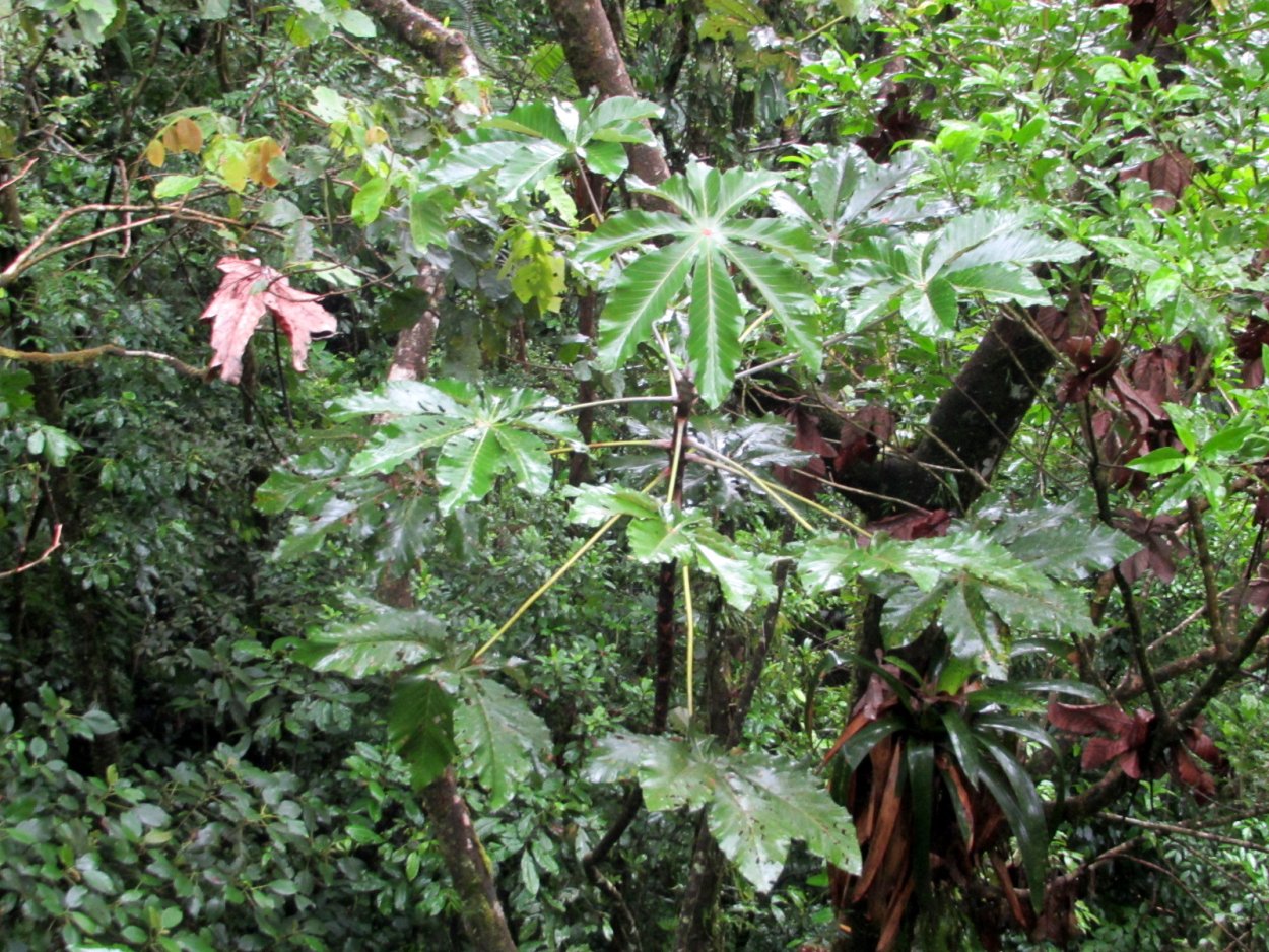 Cecropia растение