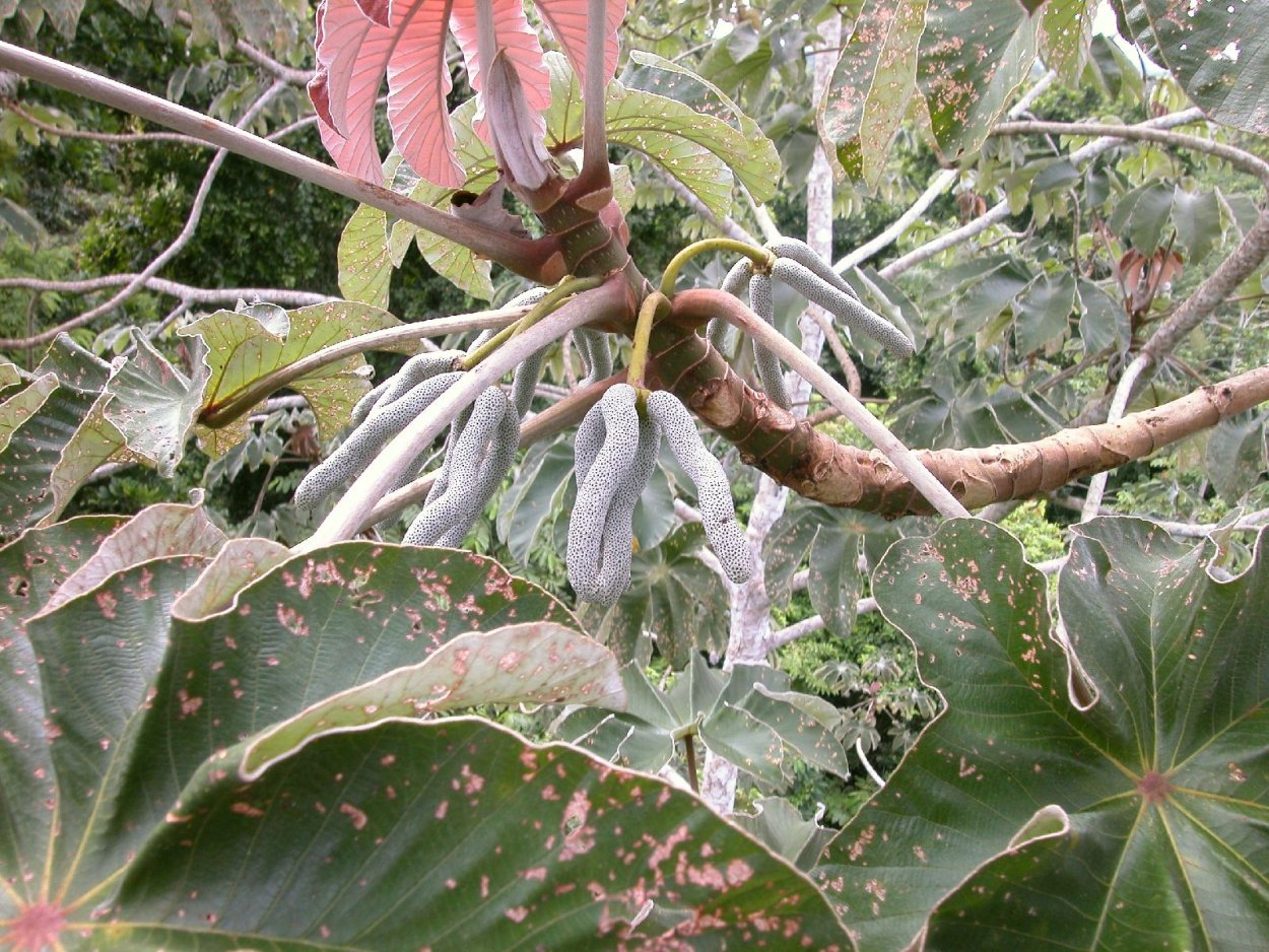 Выдуманные цветы