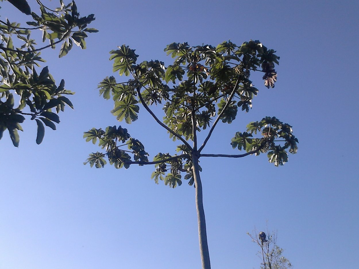 Тетрапанакс бумажный