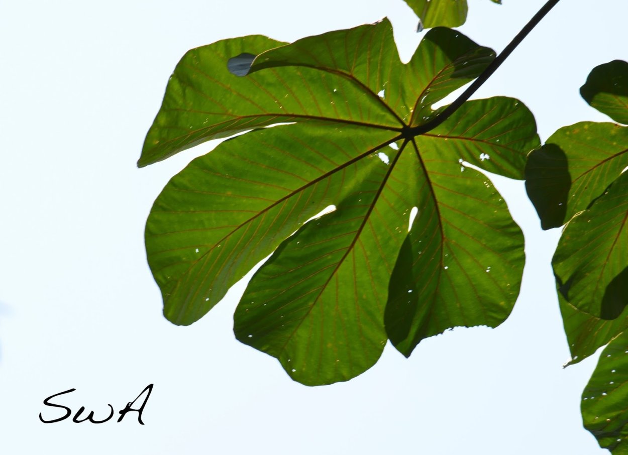 Цекропия щитовидная