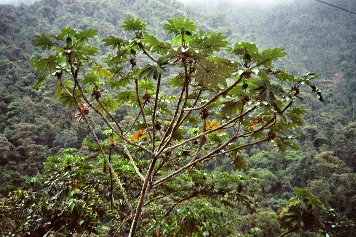 Цекропия фрукт